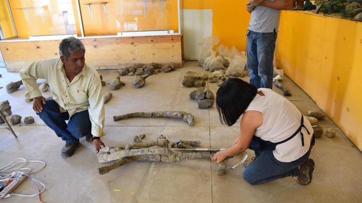 Fronteras, Sonora cuenta con Museo Paleontológico
