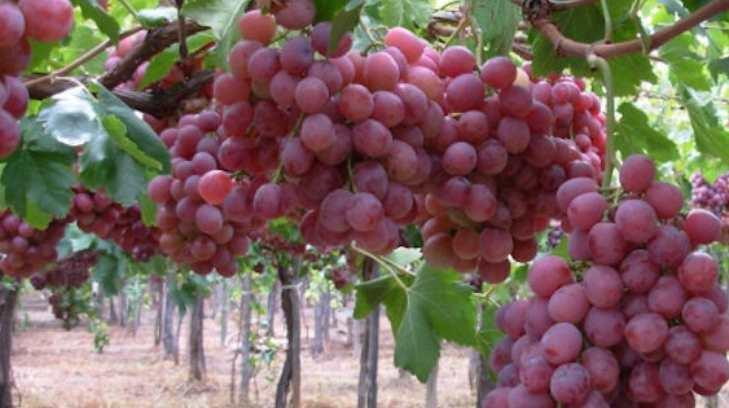 Aumenta producción de uva en Sonora