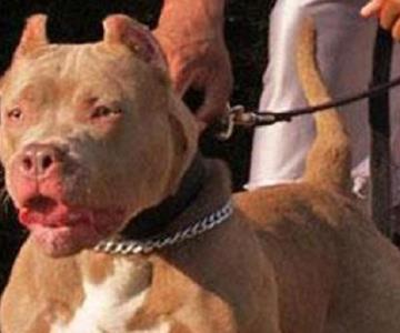 Encarcelan a perro en Chiapas; lo acusan de atacar a 3 personas