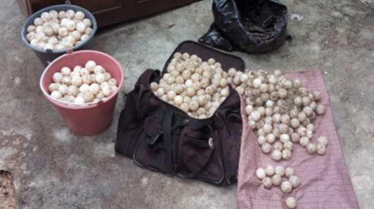 Rescatan mil 605 huevos de tortuga en Guerrero