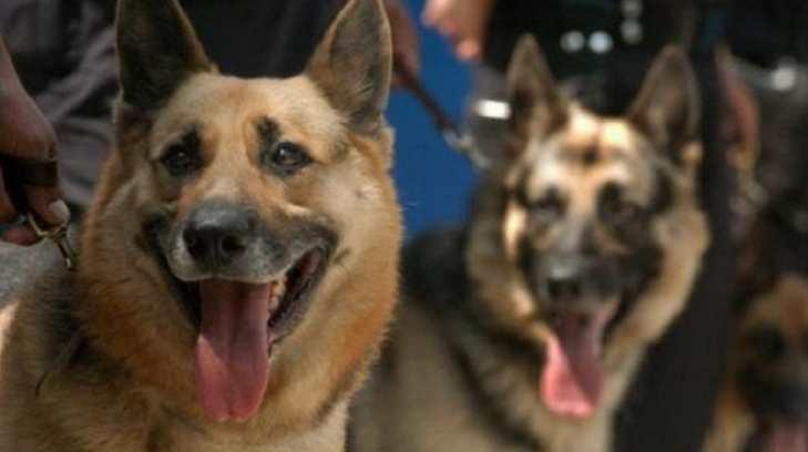 Gobierno de EU entrega 25 perros para reforzar seguridad en México; uno es para Sonora