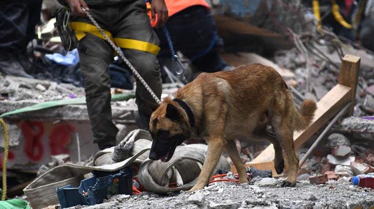 Los valientes perros que han salvado vidas humanas