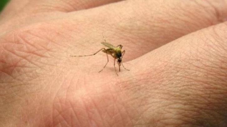 AUDIO | La Secretaría de Salud reporta un caso de zika en joven originario de Empalme