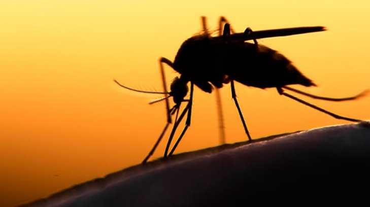 Técnicas de despegue de los mosquitos permitirá mejorar diseño y operación de drones