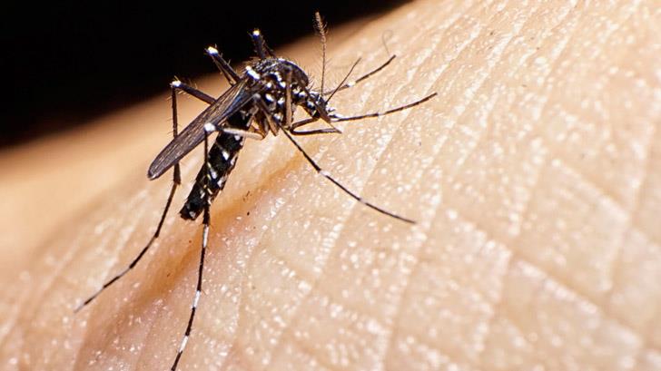Registran primer caso de Zika en Navojoa