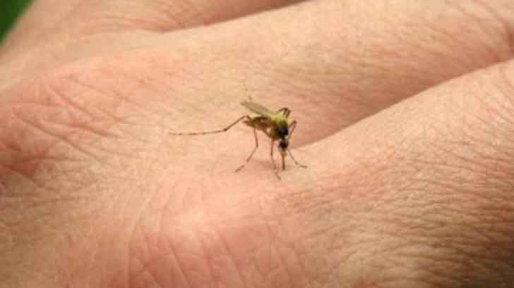 Suman 29 casos de zika en Sonora
