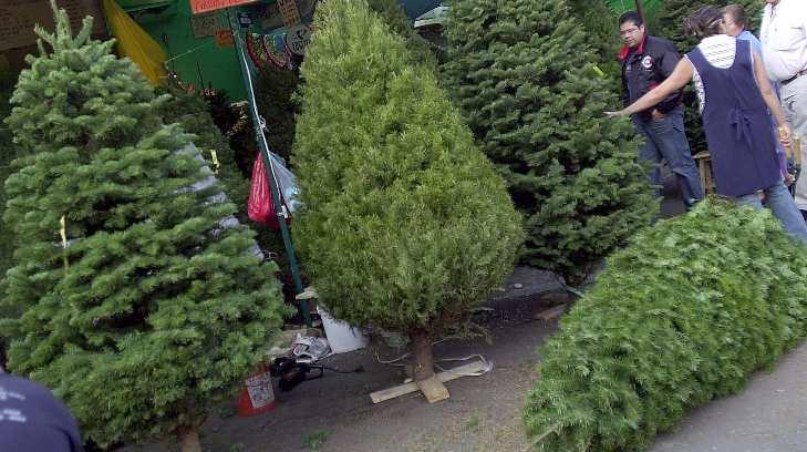 Árboles de Navidad naturales generan menor impacto que los de plástico: Conafor