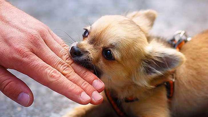 Mordidas de perro, un problema de salud pública