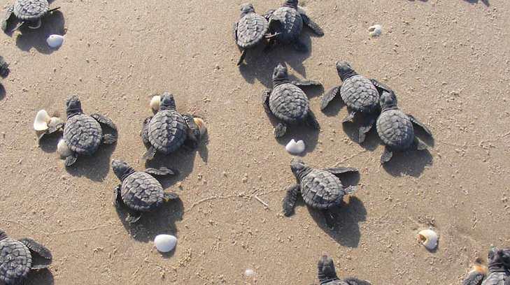 Matan a tortuga y saquean sus nidos en playa de Tamaulipas