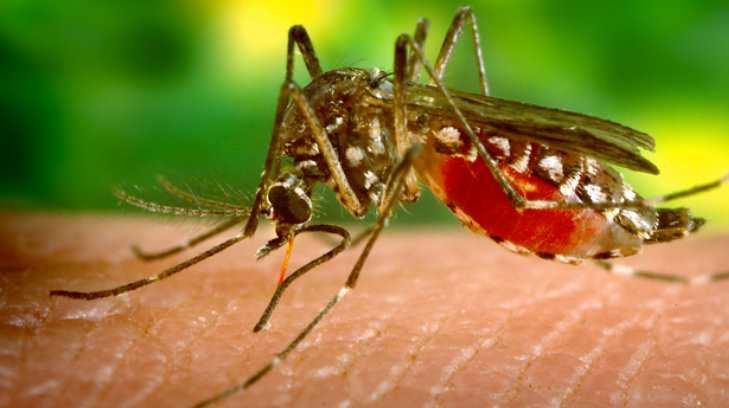 Registran cuatro nuevos casos de zika en Huatabampo, Navojoa y Hermosillo