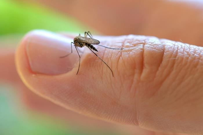 Suman 60 casos de zika en Sonora en lo que va de este año
