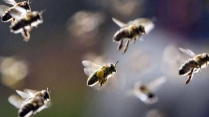 Aumentan ataques de abejas en Etchojoa