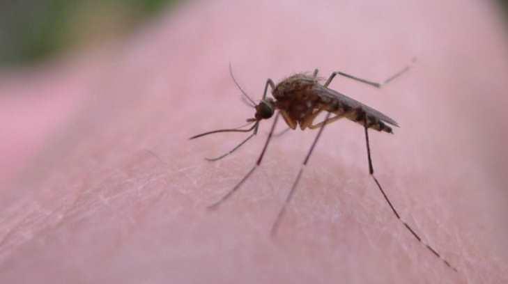 Sonorenses con mayor susceptibilidad para adquirir virus del Zika