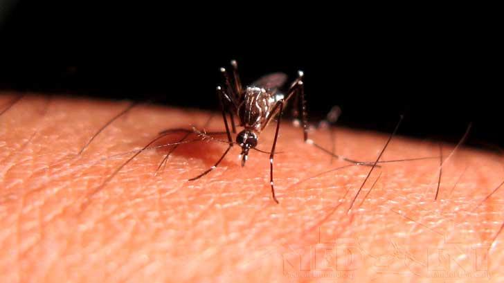 Detectan más moscos transmisores de zika