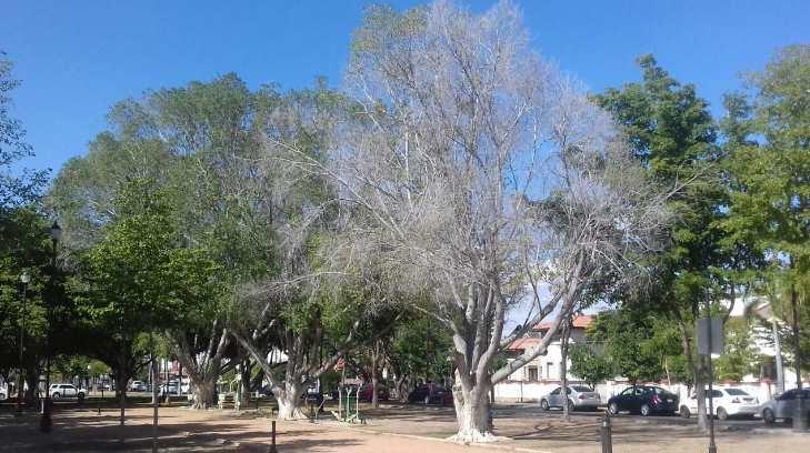 Imponente yucateco parcialmente seco se niega a morir en el parque de la Centenario