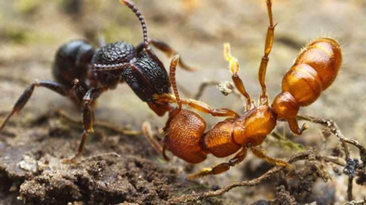 Científica mexicana participa en investigación de hormiga mutante