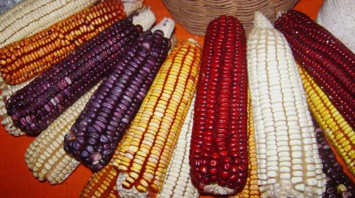 Científicos mexicanos estudian los colores del maíz y sus propiedades genéticas
