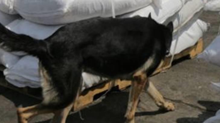 Perro descubre cadáver de bebé en una bolsa en una calle de Naucalpan