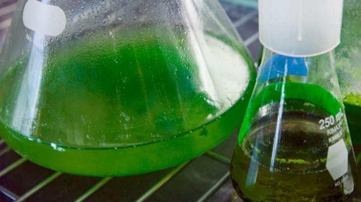 Investigadores de Sinaloa emplean microalgas en bebida con propiedades antioxidantes