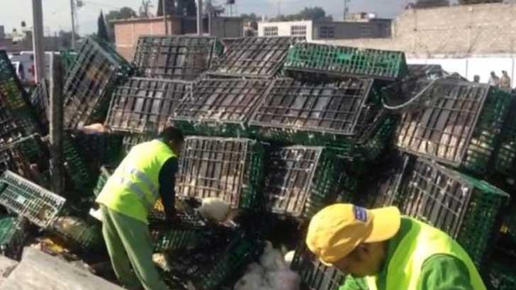 Camión de carga con 25 toneladas de gallinas vivas vuelca en el Estado de México
