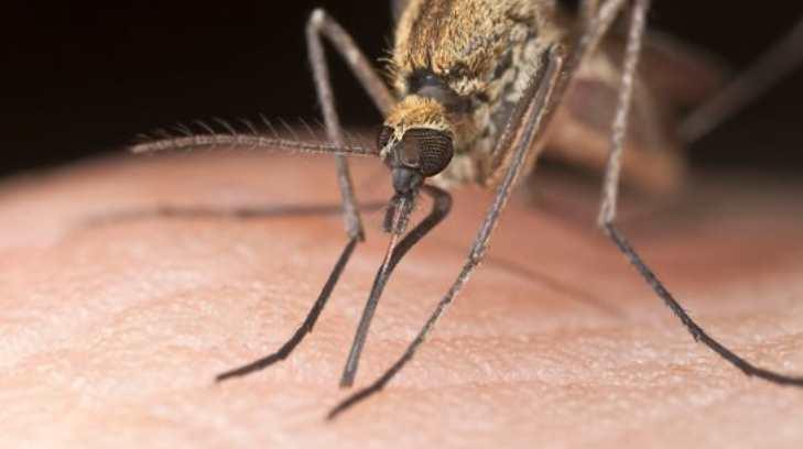 Casos de dengue bajan un 5% en Sonora