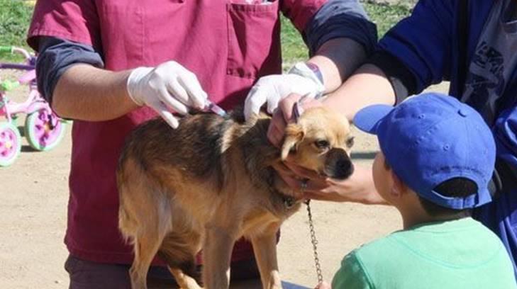 Arranca la vacunación contra la rabia para mascotas hermosillenses