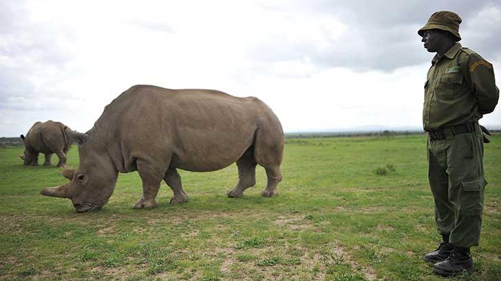 Fallece Sudán, último rinoceronte macho blanco del norte