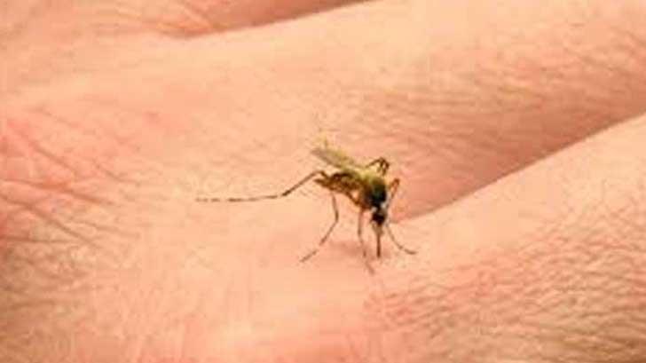 Sonora suma 13 semanas sin registrar casos de dengue