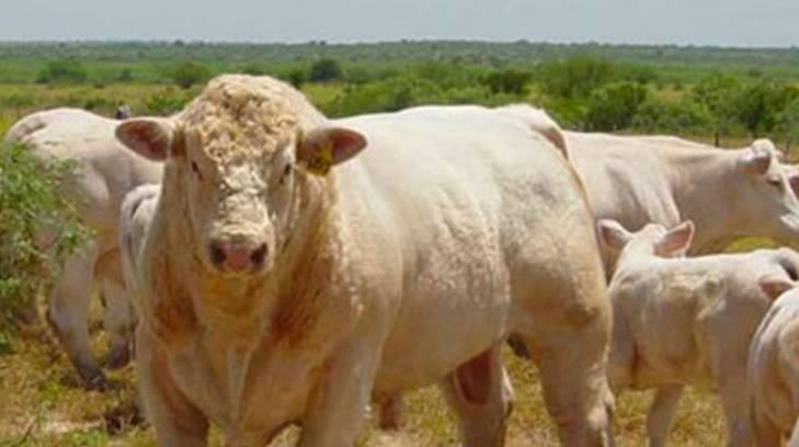 Ganado Charolais se posiciona tras más de 80 años de crianza en México