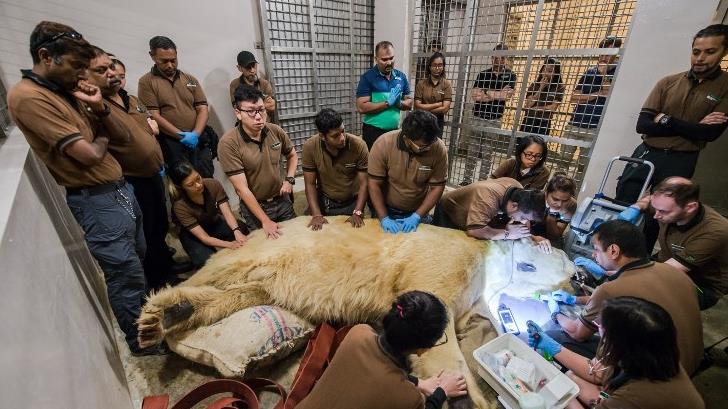 Muere el primer oso polar nacido en el trópico, mostraba problemas de salud