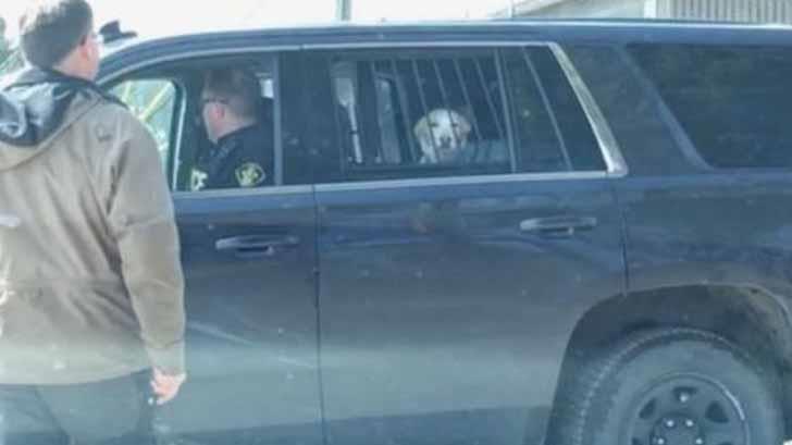 VIRAL | Policía de Canadá arresta a perro por perseguir un venado