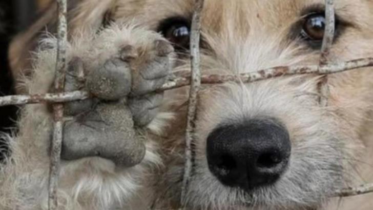 Van por aumentar sentencias de maltrato animal en el Congreso del Estado