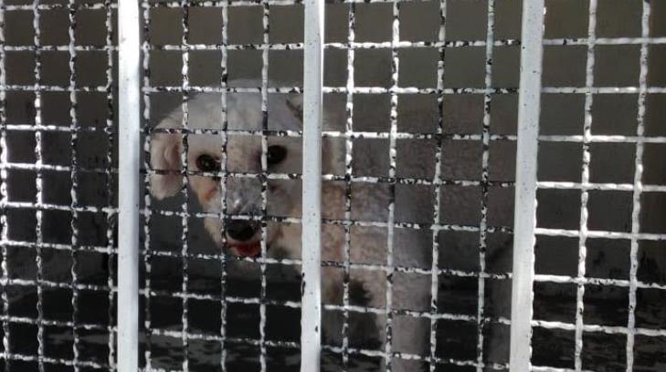 AUDIO | Más de 50 perros y varios gatos esperan ser adoptados en el Centro de Atención Canina y Felina