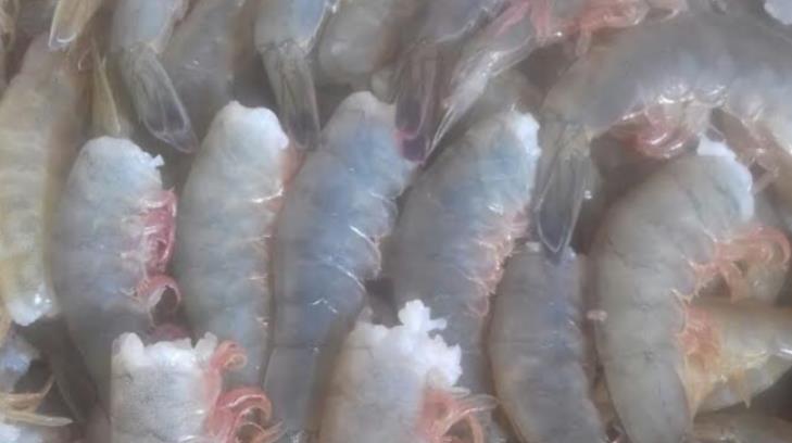 AUDIO | Pescadores denuncian excesivo saqueo de camarón en Guaymas y Empalme
