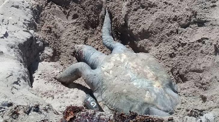 AUDIO | Hallan en San Carlos una tortuga marina varada y en estado de descomposición