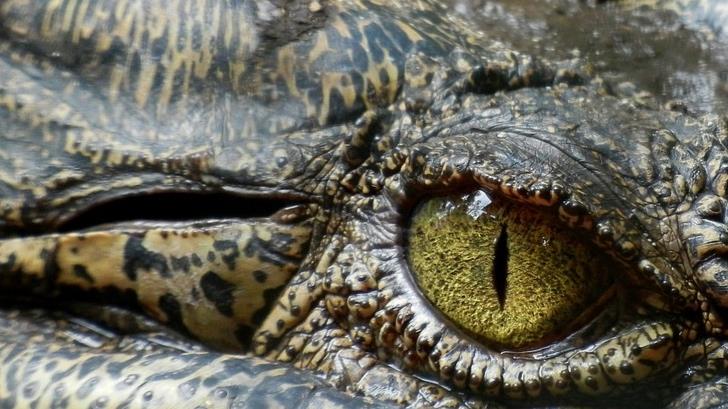 Abandonan cocodrilo afuera de casa en CDMX