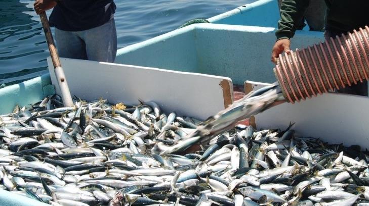 AUDIO | Industria pesquera en Guaymas busca superar promedio en pesca de sardina