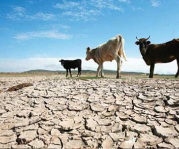 Preocupa sequía total en estados