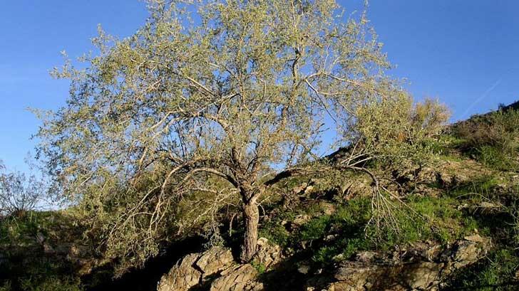 AUDIO | Protegen árboles de la región del Valle del Mayo