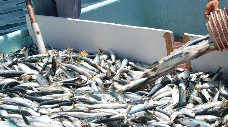AUDIO | Productores de sardina realizarán paro técnico de pesca en el Golfo de California