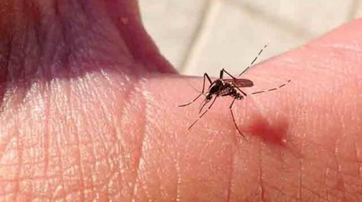 AUDIO | La Secretaría de Salud hace un llamado a reforzar las medidas contra el mosco Aedes aegypti