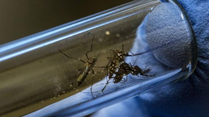 Más de 9 meses sin casos de dengue en Sonora, asegura Gerardo Álvarez