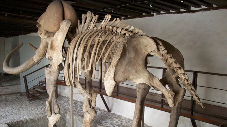 Llega mamut de Ecatepec a la Zona Arqueológica del Cerro de Trincheras