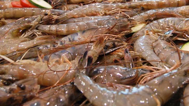 AUDIO | Pescadores de Yavaros reanudan pesca de camarón