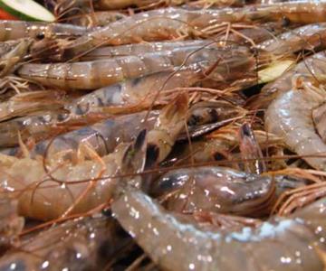 México se certifica para exportar camarón a EU por cuarto año consecutivo
