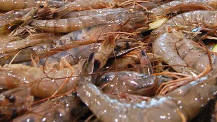 AUDIO | Pescadores de Yavaros suspenden pesca de camarón de litoral por mal tiempo