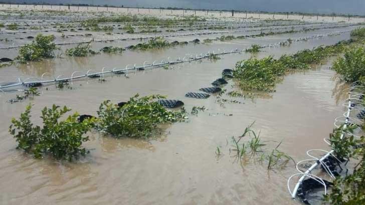 Sinaloa pierde 15 mil hectáreas de cultivos por lluvias