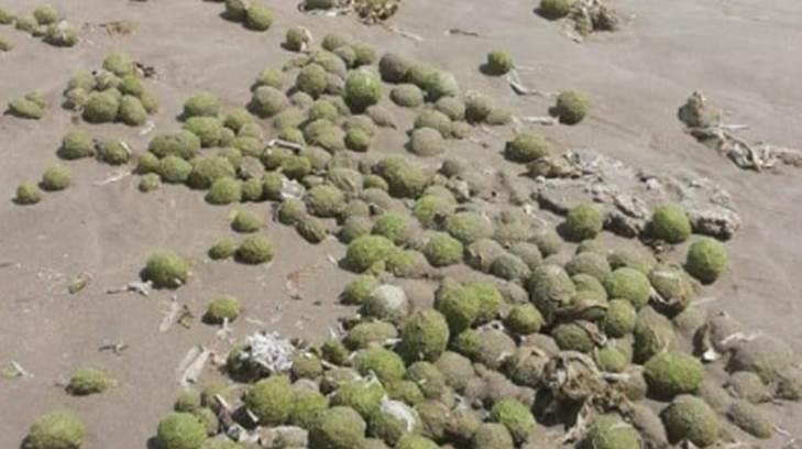 AUDIO | Algas marinas en forma de pelotas de tenis tapizan la playa de Huatabampito