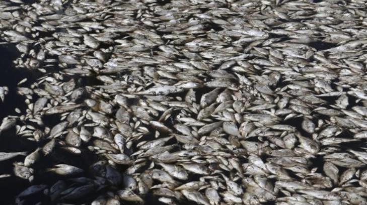 Aparecen cientos de peces muertos en playas de Cabo Cañaveral, Florida