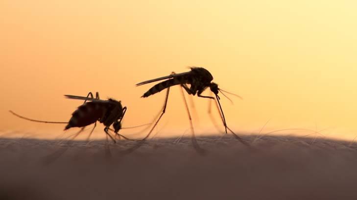 Confirman en Sonora nueve casos de Zika en embarazadas